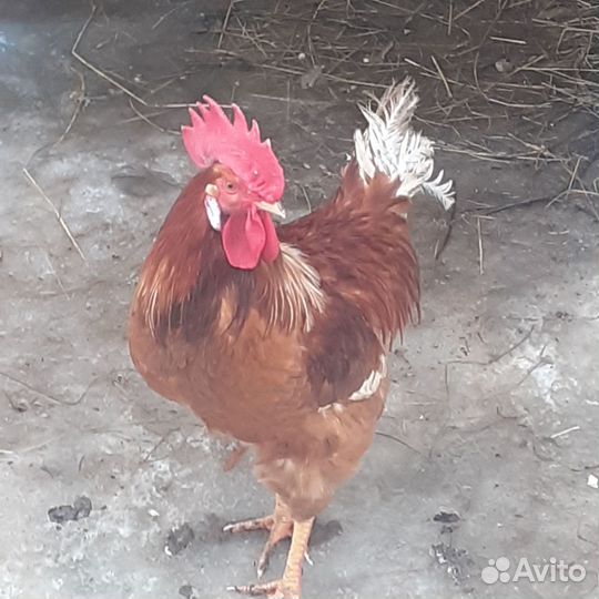 Продам петуха