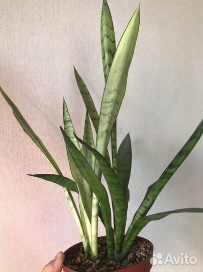 Сансевиерия Леди Голд