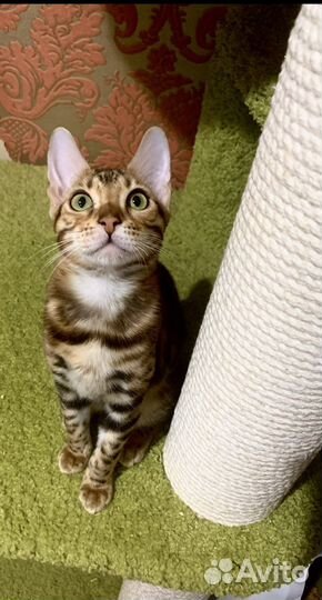 Бенгальский кошки