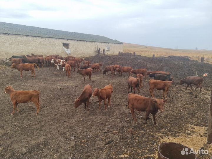 Бычки и телки от 6 месяцев