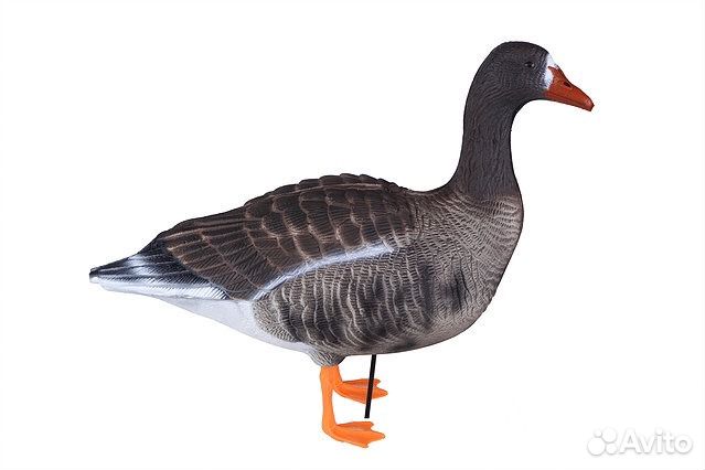 Чучела профиля гусей (белолобый, Казара