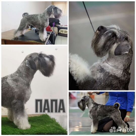 Цвергшнауцер щенки