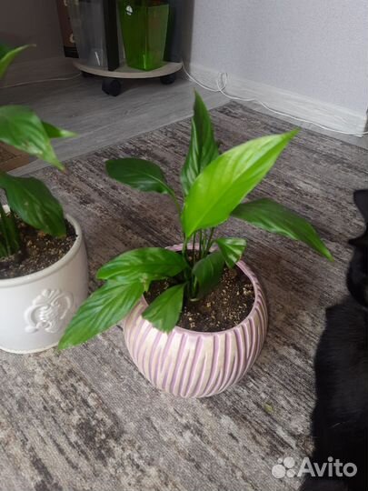 Спатифиллум