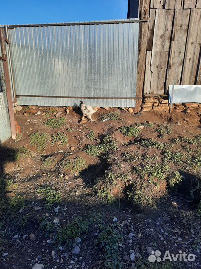 Молодые петушки