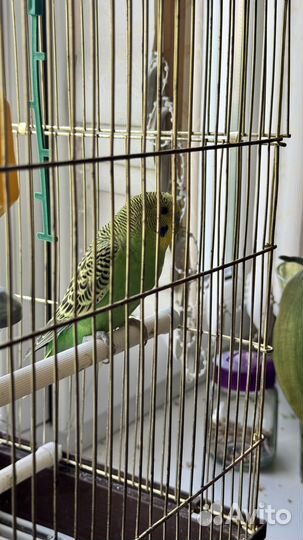 Волнистый попугай с клеткой
