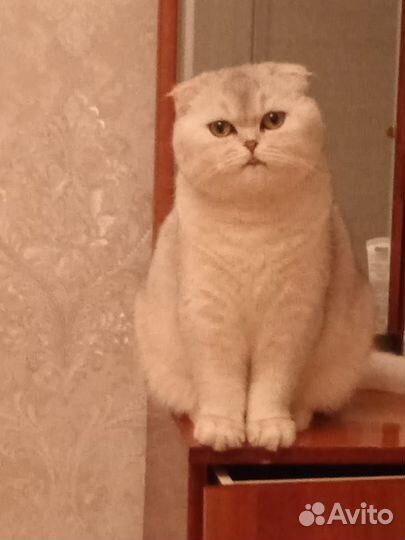 Отдам в добрые руки котика