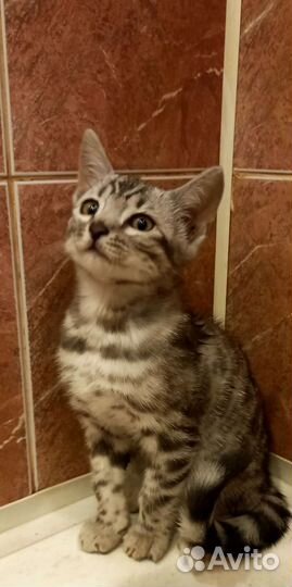 Бенгальская кошка