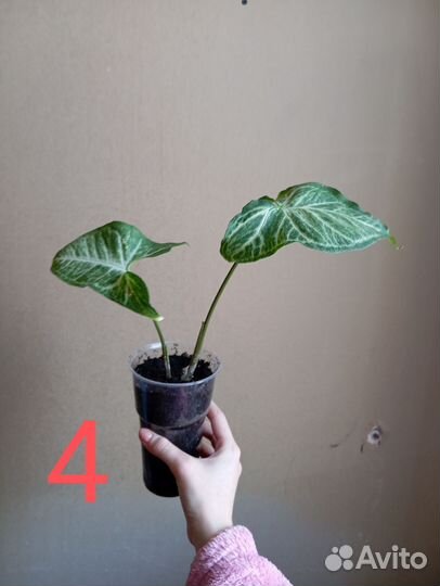 Сингониум ножколистный (подофиллум)