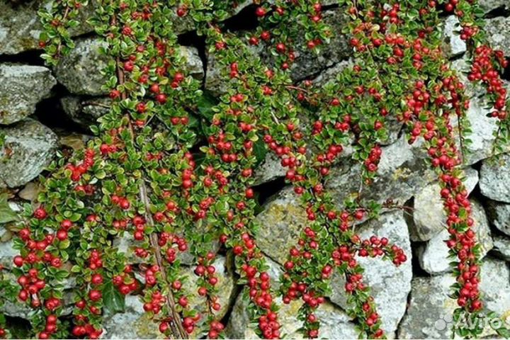 Кизильник стелющийся Корал Бьюти