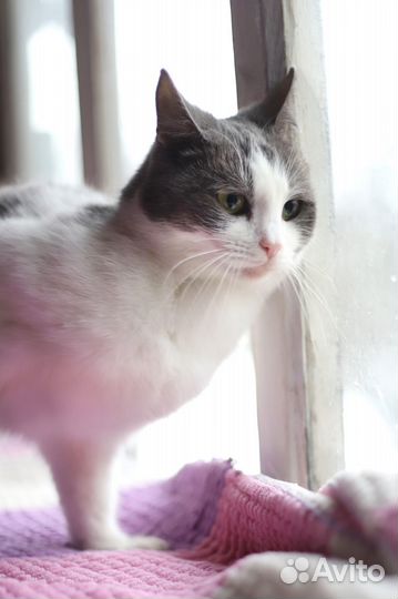 Степка ищет семью