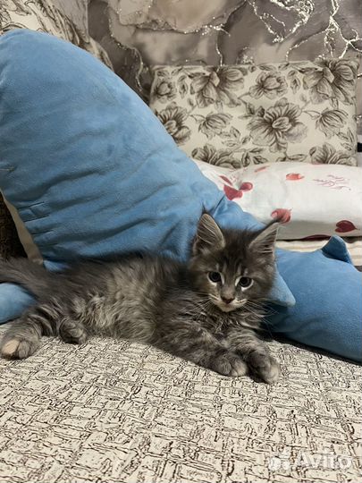 Котята мейн-кун девочки