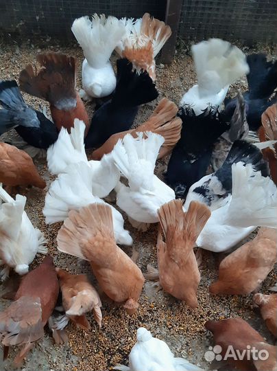 Продажа статных голубей