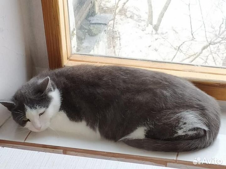 Юная Дымка - спасите кошку