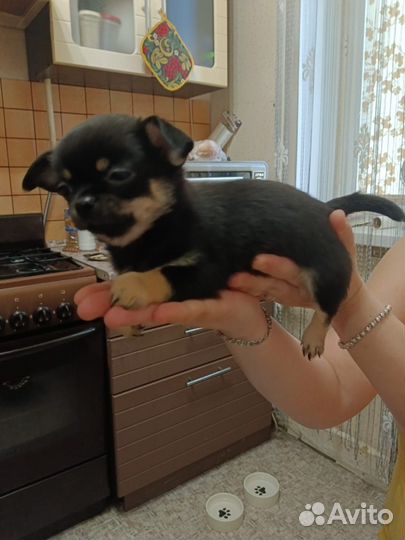 Чихуахуа мини девочка