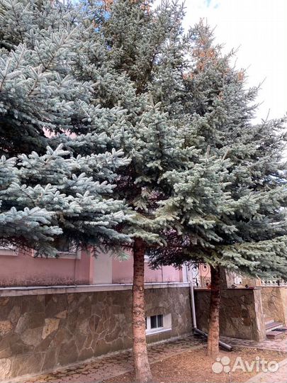 Ель голубая