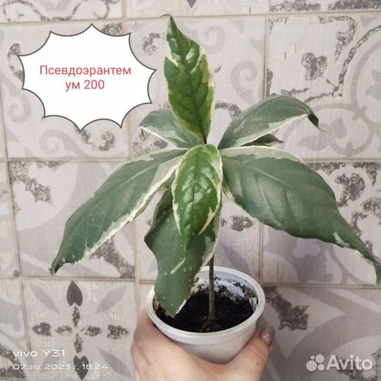 Толстянка