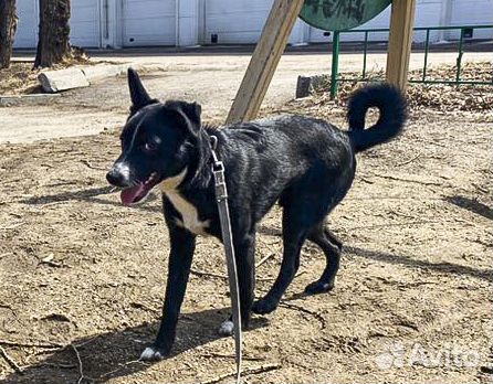 Привитый кастрат, подросток Максик в дар