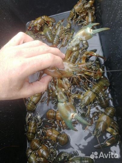 Живые раки или вареные