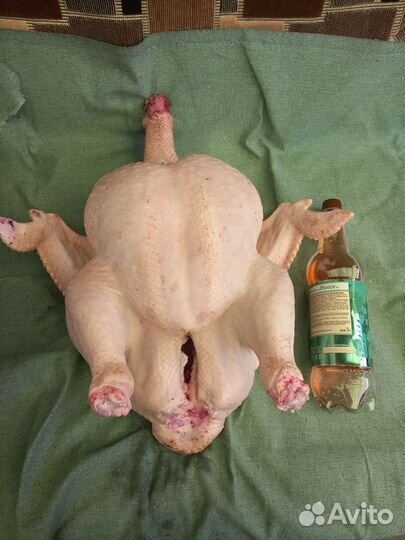 Домашняя индейка