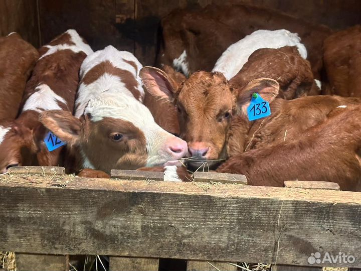 Телята бычки на откорм бесплатная доставка