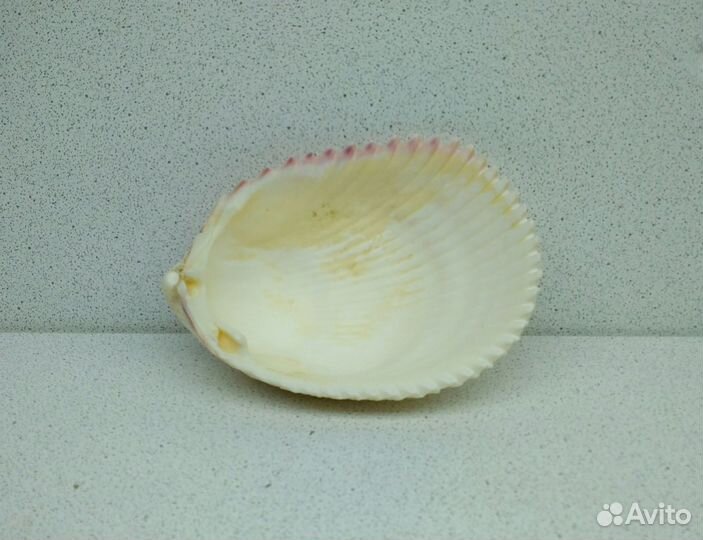 Трахикардиум Элонгатум 10,2*7,4 ракушка раковина
