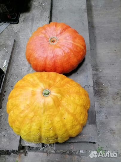 Помидоры домашние, тыква