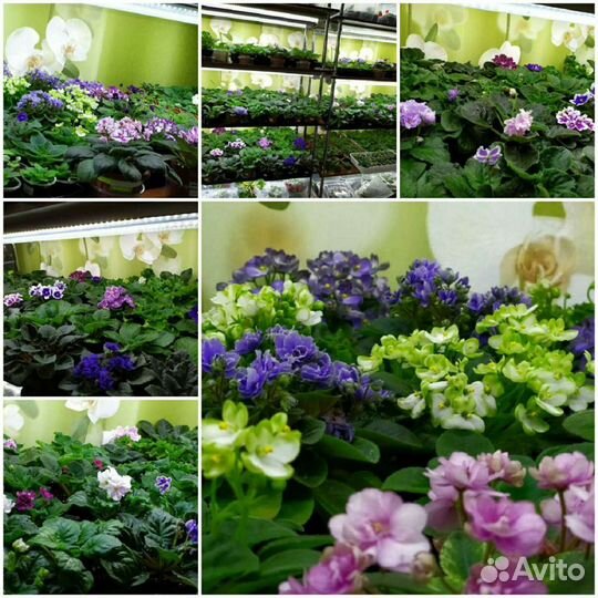 Фиалка,детки сортовых фиалок