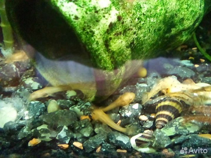 Аквариумная рыбка