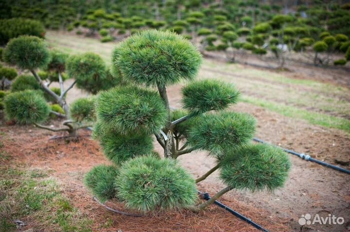 Кедр Сибирский и Корейский для Бонсай и Ниваки 4г