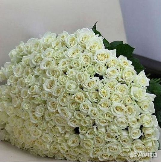 Высокие розы