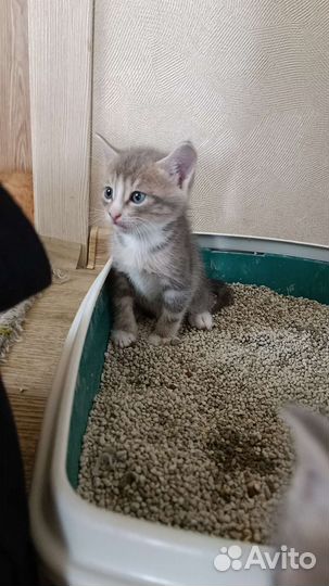 Коты бесплатно