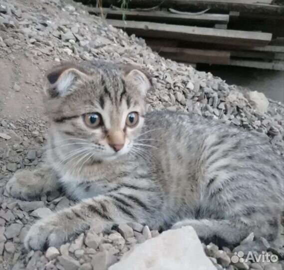 Кошка в дар бесплатно