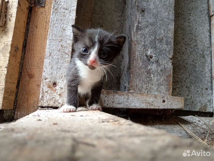 Отдам котят