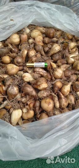 Луковицы тюльпанов, нарциссов