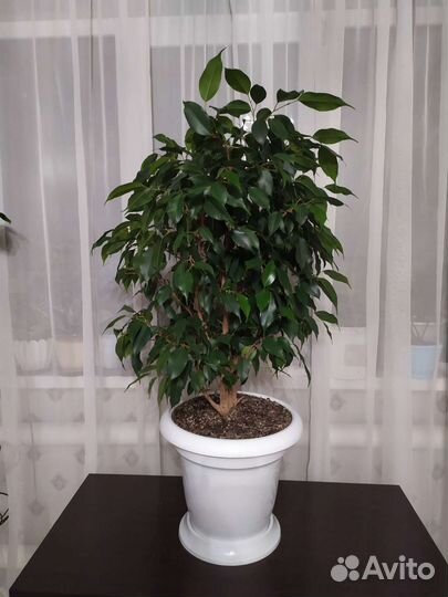 Фикус бенджамина большой