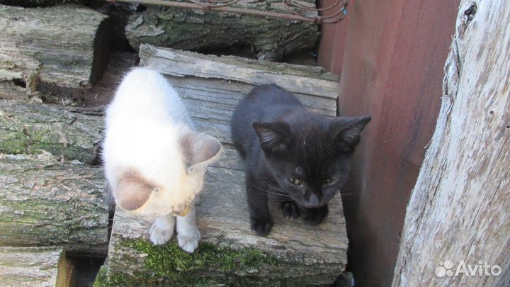 Котята