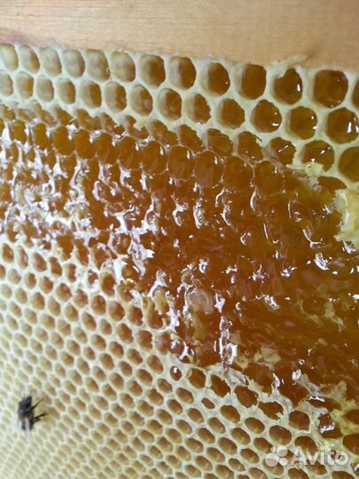 Мед 2023г с личной пасеки