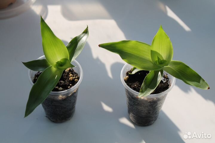 Золотой ус (Каллизия душистая)