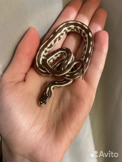 Королевская змея