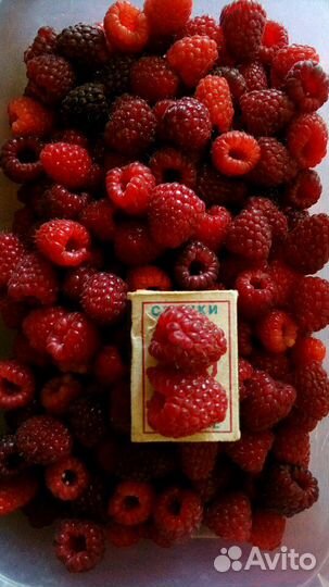 Малина сортовая