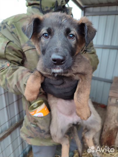 Собака в добрые руки