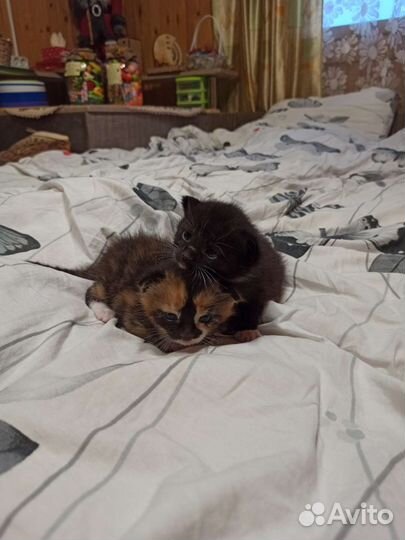 Кошка в дар бесплатно