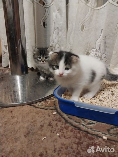 Британские котята