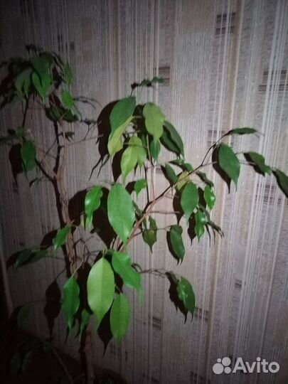 Фикус бенджамина большой