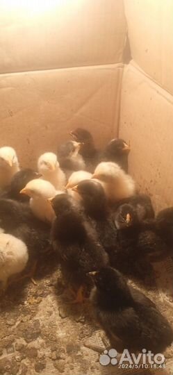 Яйцо для инкубатора