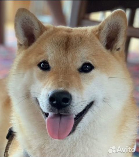 Вязка сиба ину кобель