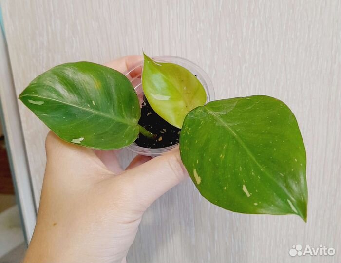 Набор ароидных