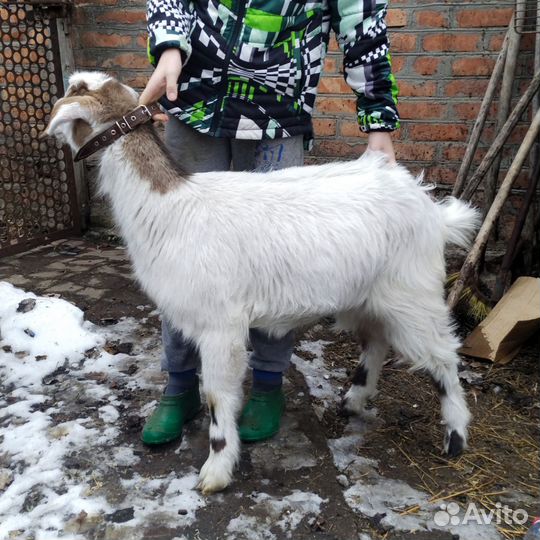 Альпийские козы