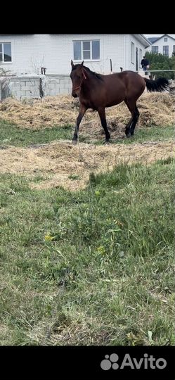 Лошадь жеребец карачаевской породы