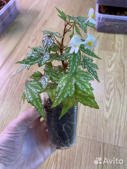 Бегония Дрега крапчатая